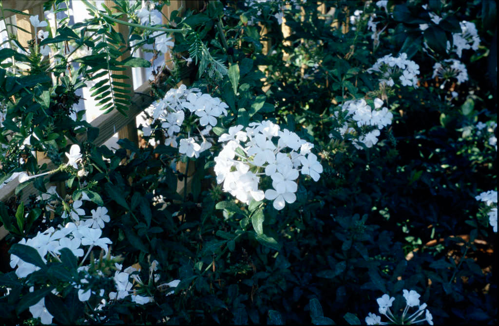 Plumbago auriculata White (Cape Leadwort)