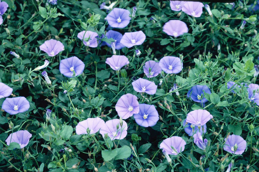 Convolvulus Sabatius ‘Blue’ (Blue Convolvulus)