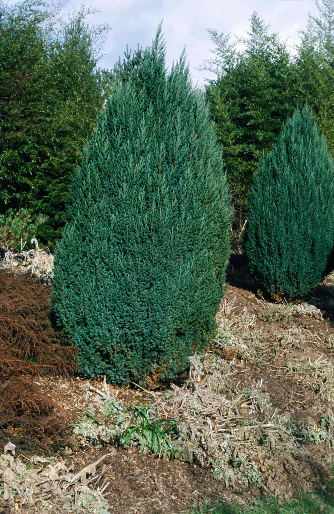 Juniperus chinensis Pyramidalis (Pyramidalis Juniper)