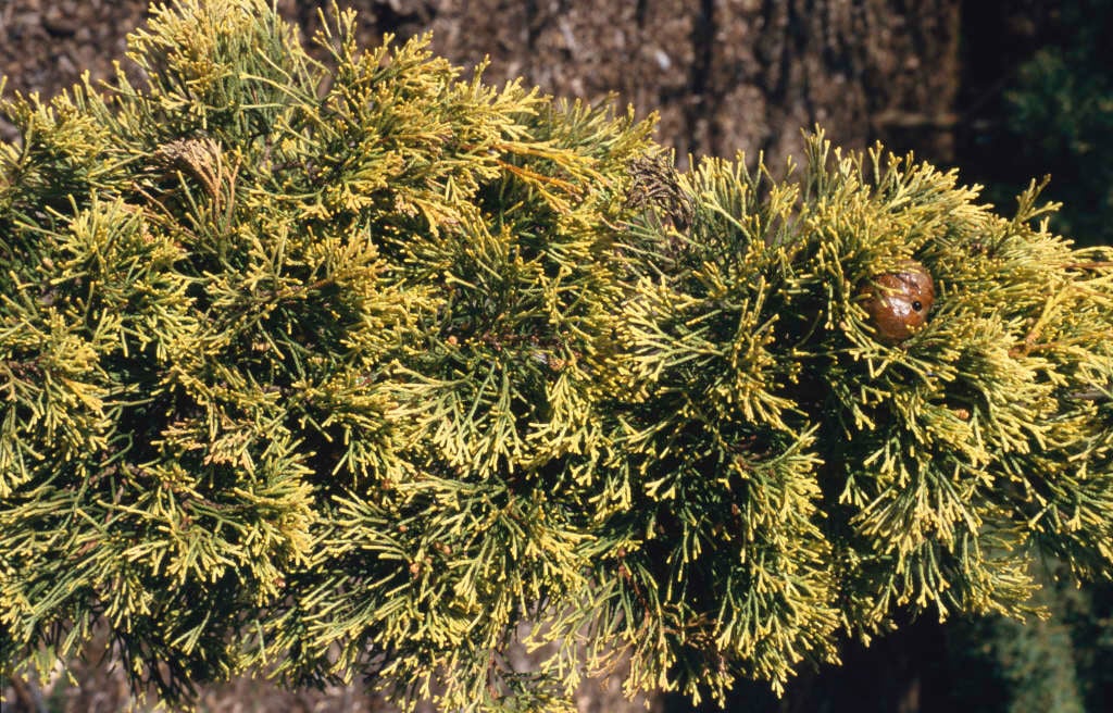 Cupressus sempervirens ‘Swanes Gold’ (Swanes Gold)