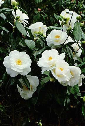 Camellia japonica ‘Lovelight’