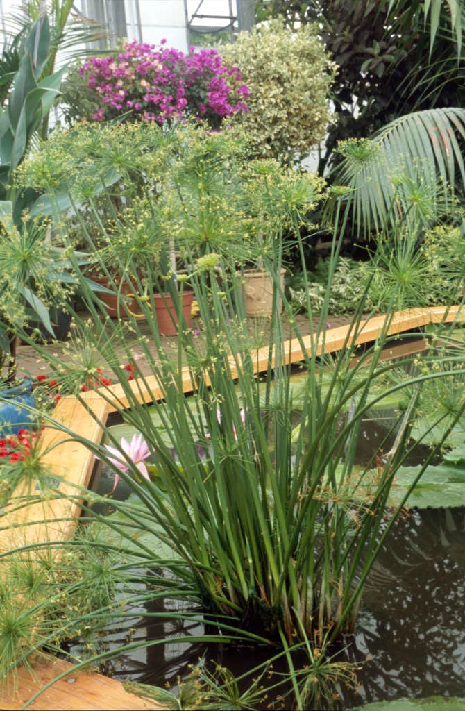 Cyperus papyrus nanus (Dwarf Papyrus)