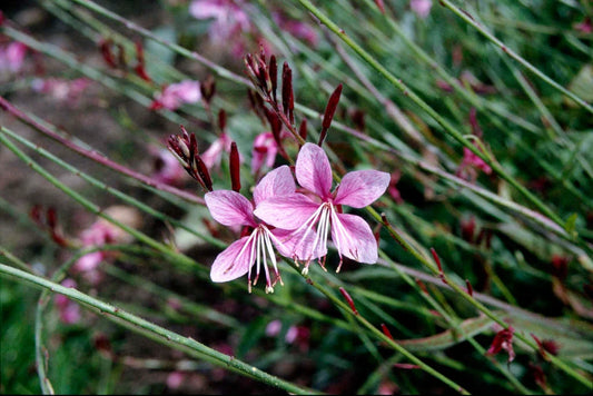 Oenothera Lindheimeri 'Pink' (Pink Gaura)