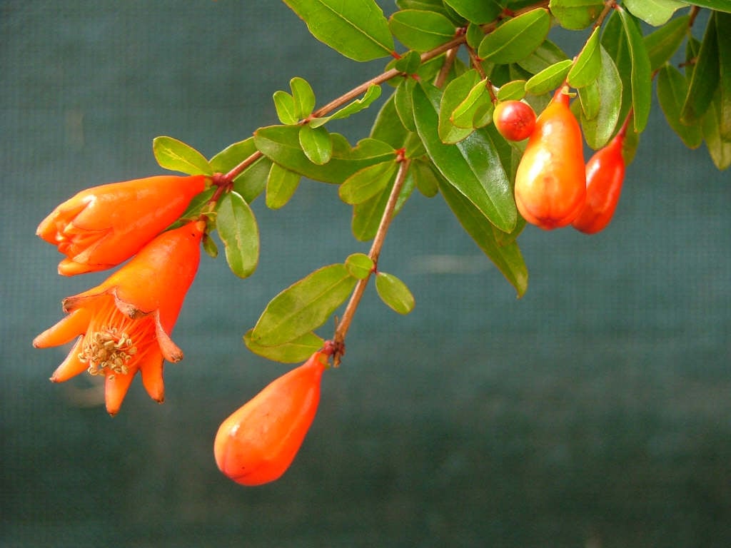 Punica granatum ‘Ben Hur’ (Ben Hur Pomegranate)
