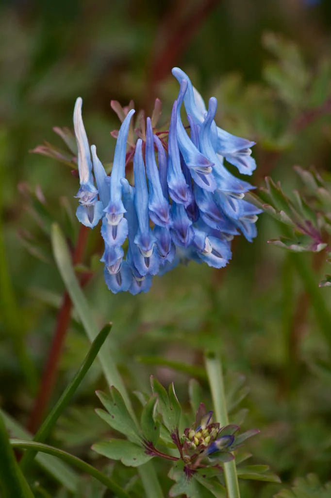 Corydalis Flexuosa ‘Porcelain Blue’ (Porcelain Blue Fumewort)
