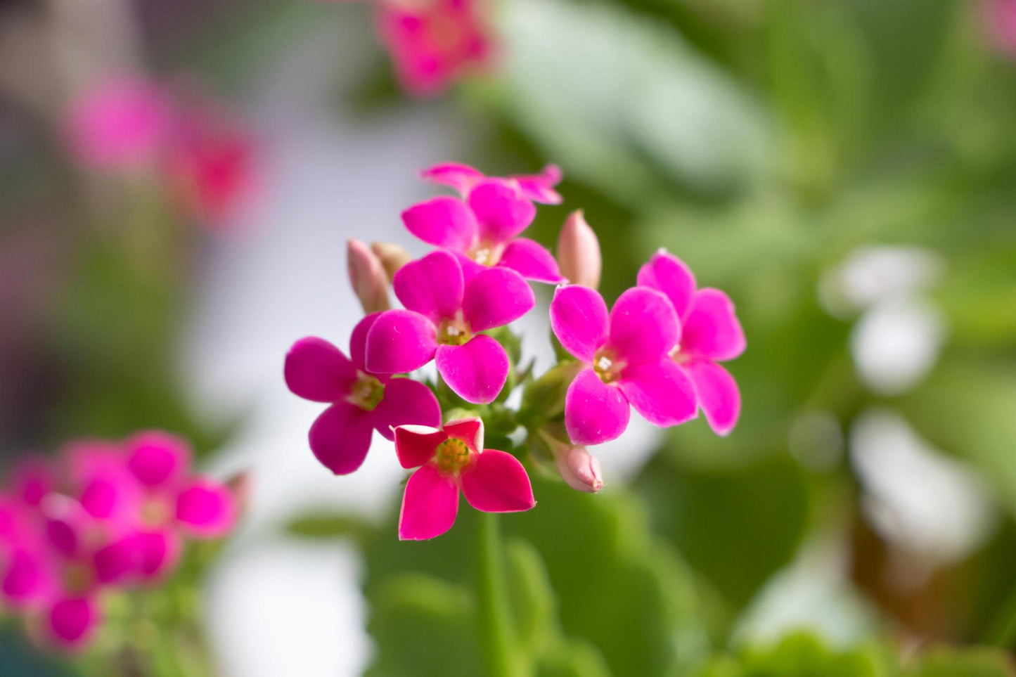 Kalanchoe Blossfeldiana (Assorted Flaming Katy)