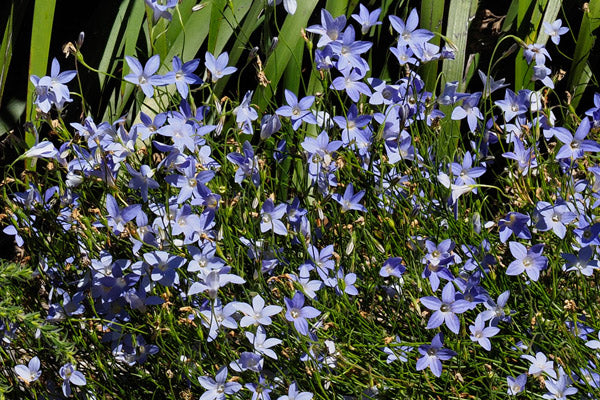 Wahlenbergia Stricta (Australian Bluebell / Tall Bluebell)