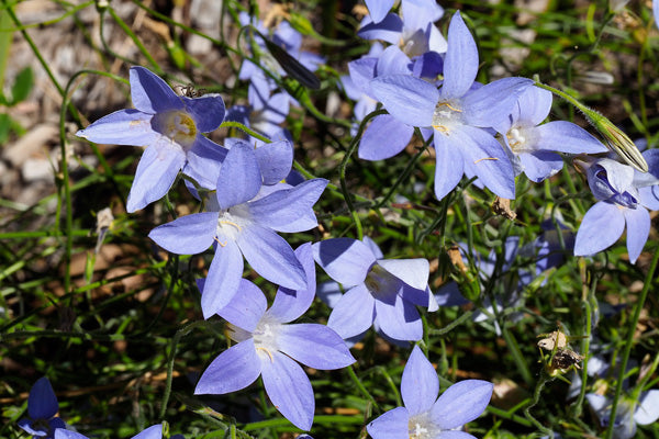 Wahlenbergia Stricta (Australian Bluebell / Tall Bluebell)