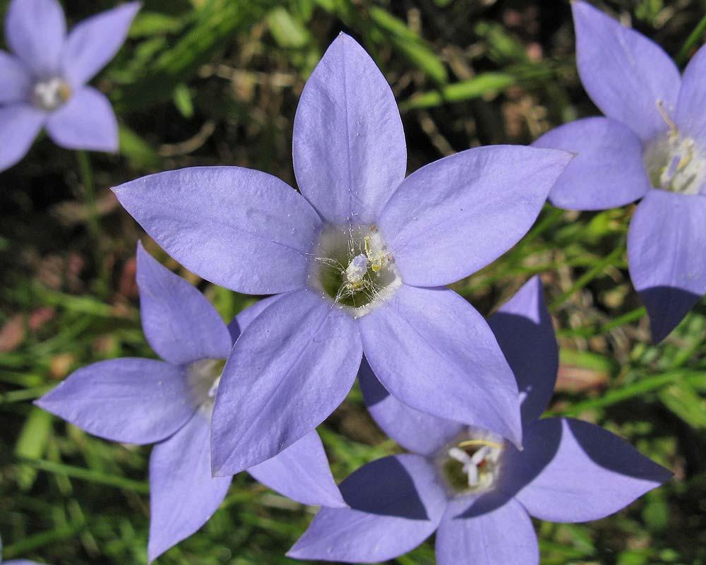 Wahlenbergia Stricta (Australian Bluebell / Tall Bluebell)