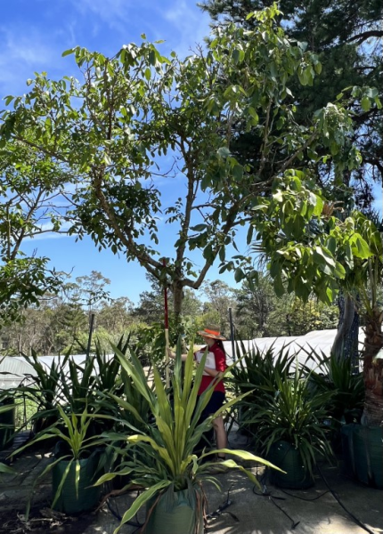 Juglans Regia (English Walnut)