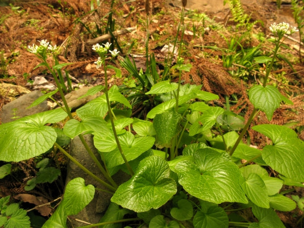 Eutrema Japonica (Wasabi)