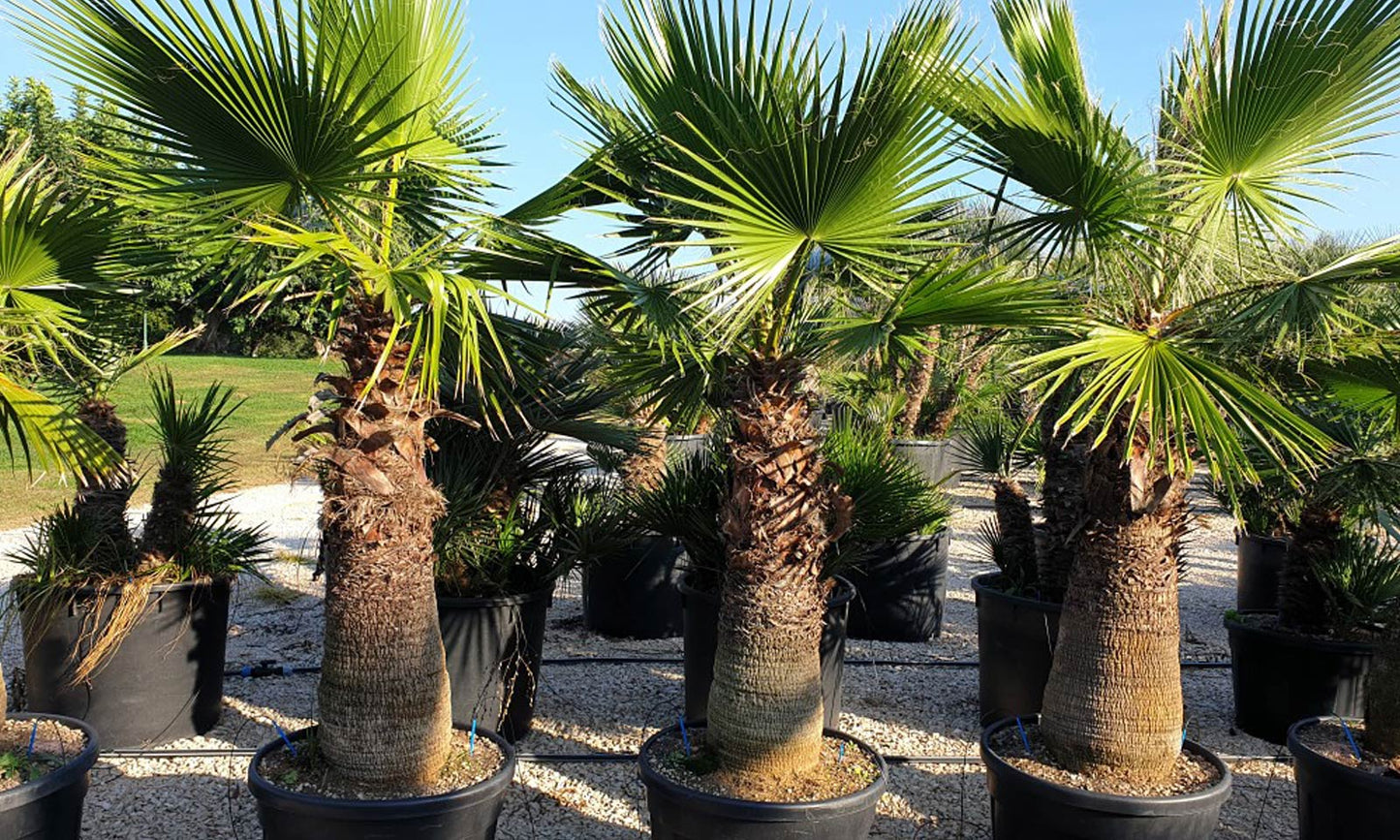 Washingtonia Robusta (Mexican Fan Palm)