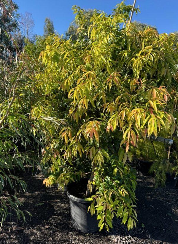 Waterhousea Floribunda ‘Warners’ (Warners Weeping Lilly Pilly)