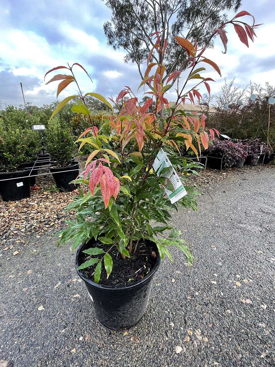 Waterhousea Floribunda ‘Warners’ (Warners Weeping Lilly Pilly)