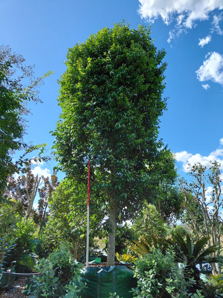 Green Avenue Weeping Lilly Pilly (Waterhousea floribunda ‘Green Avenue’)