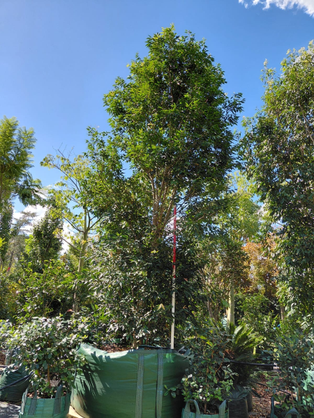 Waterhousea Floribunda (Weeping Lilly Pilly)