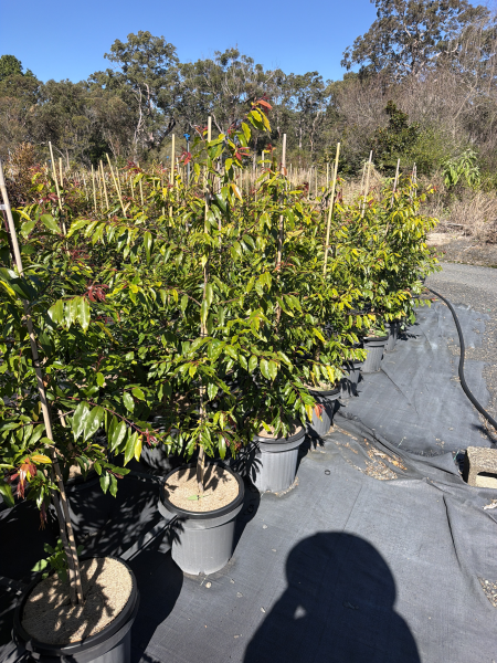 Waterhousea Floribunda (Weeping Lilly Pilly)
