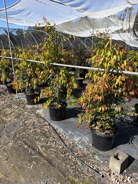 Waterhousea Floribunda (Weeping Lilly Pilly)