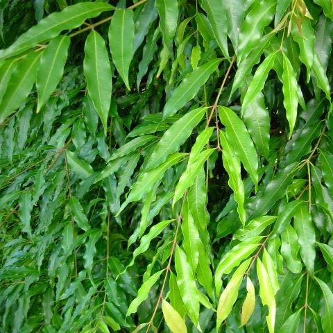 Waterhousia floribunda 'Amaroo' (Weeping Lilly Pilly)