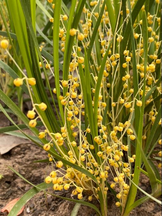 Lomandra Filiformis (Wattle Mat-Rush)