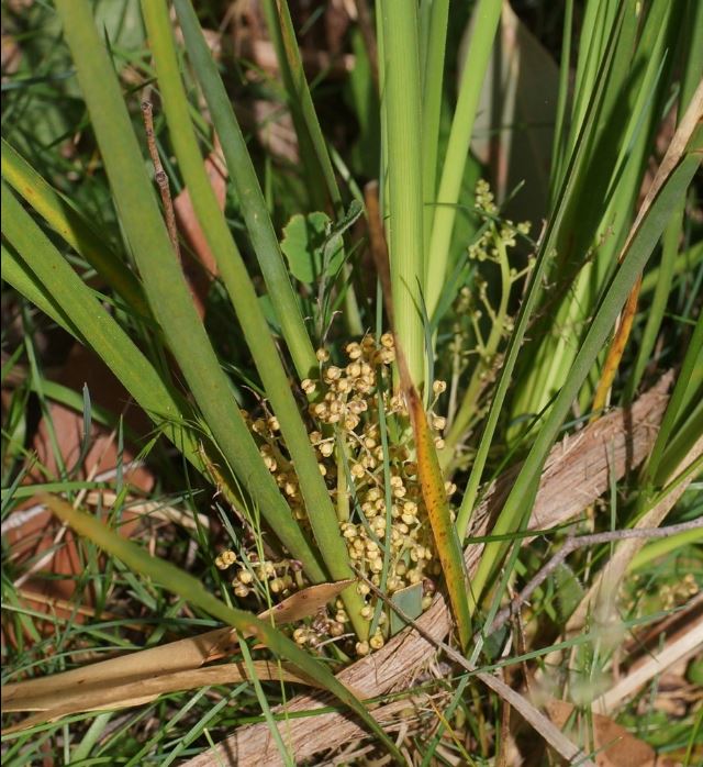 Lomandra Filiformis (Wattle Mat-Rush)