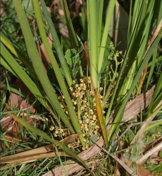 Lomandra Filiformis (Wattle Mat-Rush)