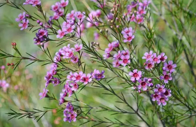 Chamelaucium ‘Masquerade’ (KPW38) – Waxflower