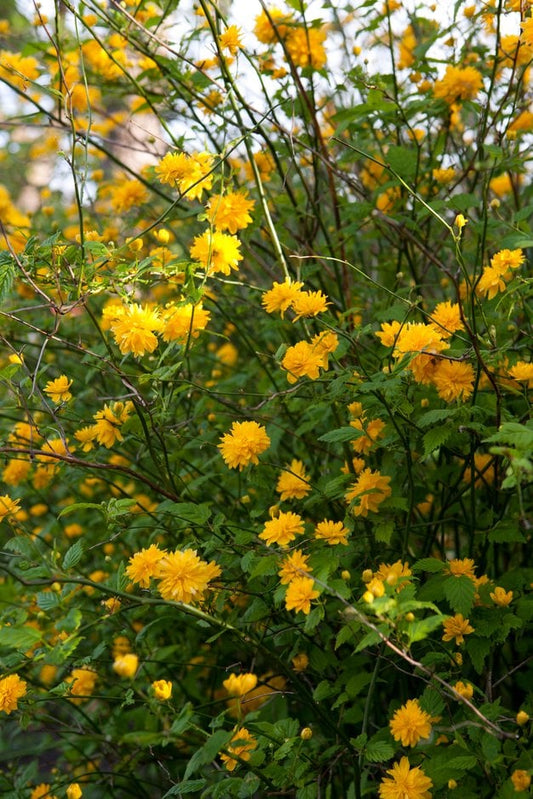 Kerria japonica (Japanese Kerria)