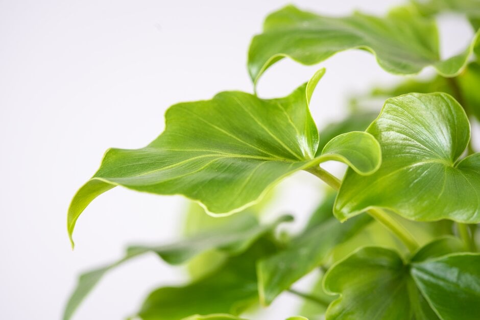 Philodendron bipinnatifidum ‘Hope’