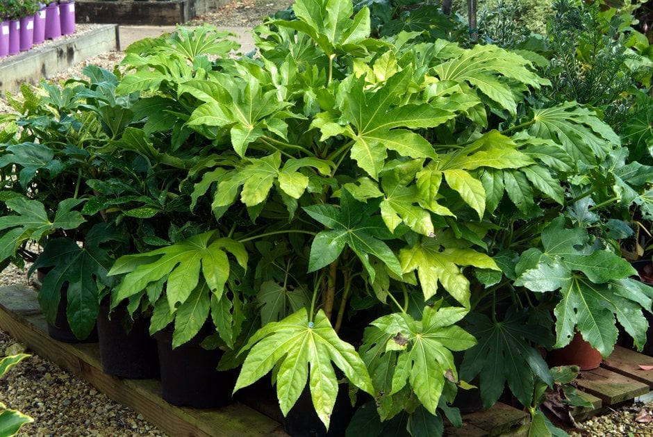 Fatsia japonica (Japanese Aralia)