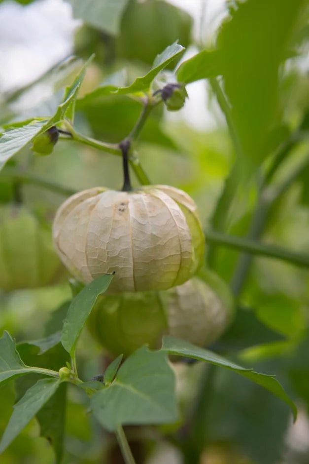 Physalis ixocarpa (Tomatillo)