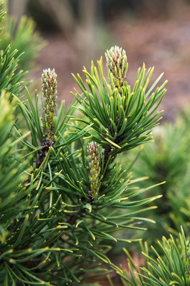 Pinus mugo ‘Wintergold’ – Golden Mugo Pine
