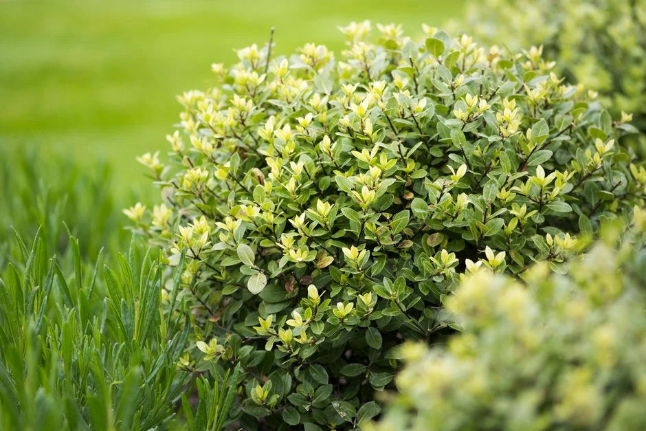 Pittosporum tenuifolium (Golf Ball)