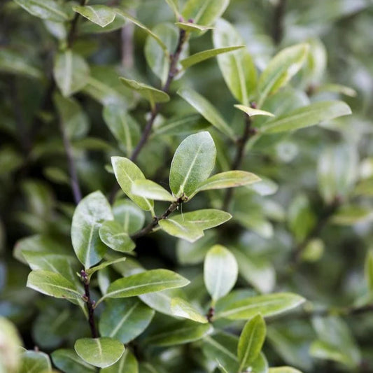 Pittosporum tenuifolium (Golf Ball)