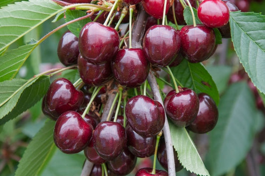 Prunus Avium (Cherry Stella) | SELF FERTILE