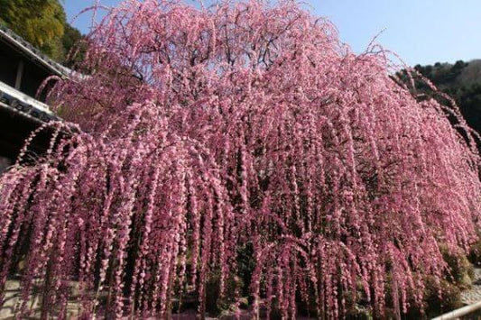 Prunus Armeniaca ‘Weeping’ (Weeping Apricot)