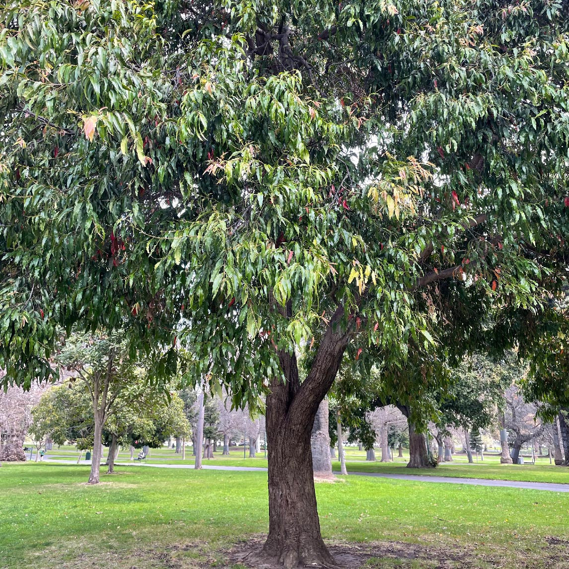 Waterhousea floribunda (Weeping Lilly Pilly)