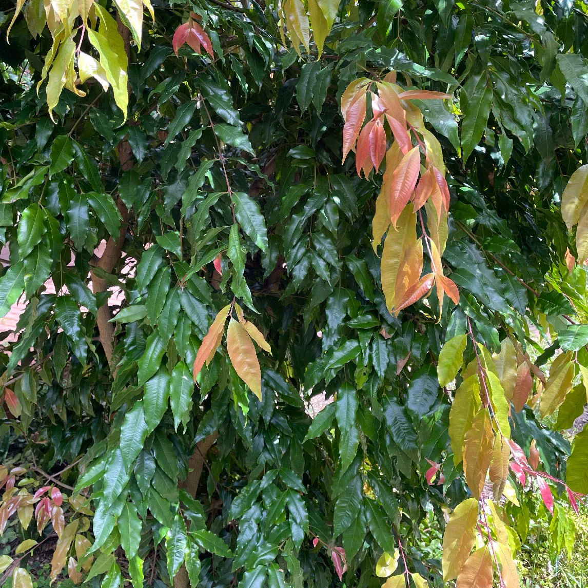 Waterhousea floribunda (Weeping Lilly Pilly)