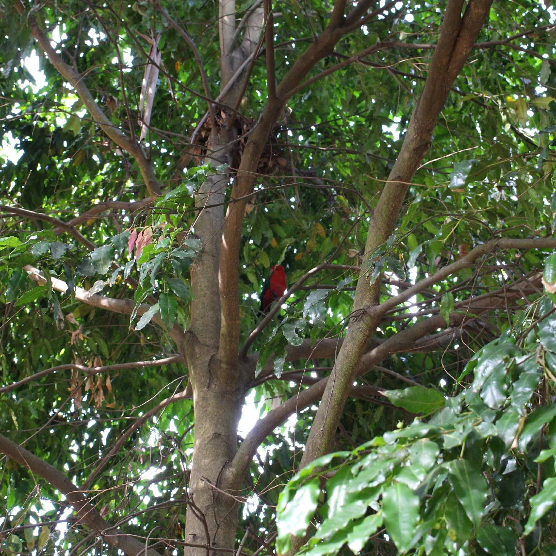 Waterhousea floribunda (Weeping Lilly Pilly)