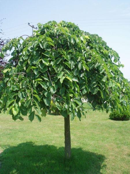 Ulmus Glabra ‘Pendula’ (Weeping Elm)