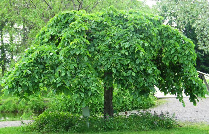 Ulmus Glabra ‘Pendula’ (Weeping Elm)