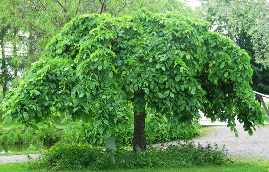 Ulmus Glabra ‘Pendula’ (Weeping Elm)