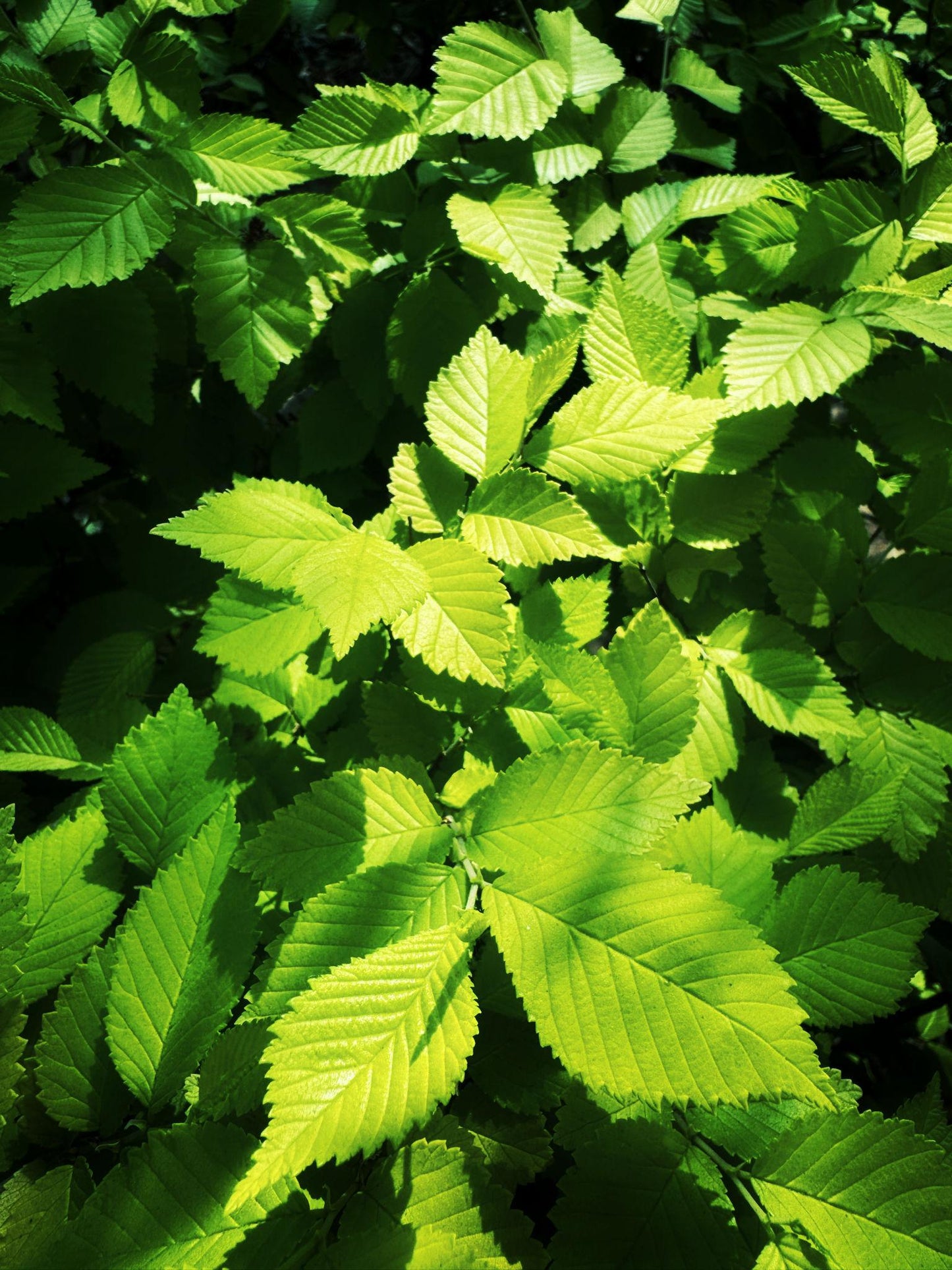 Ulmus Glabra ‘Pendula’ (Weeping Elm)