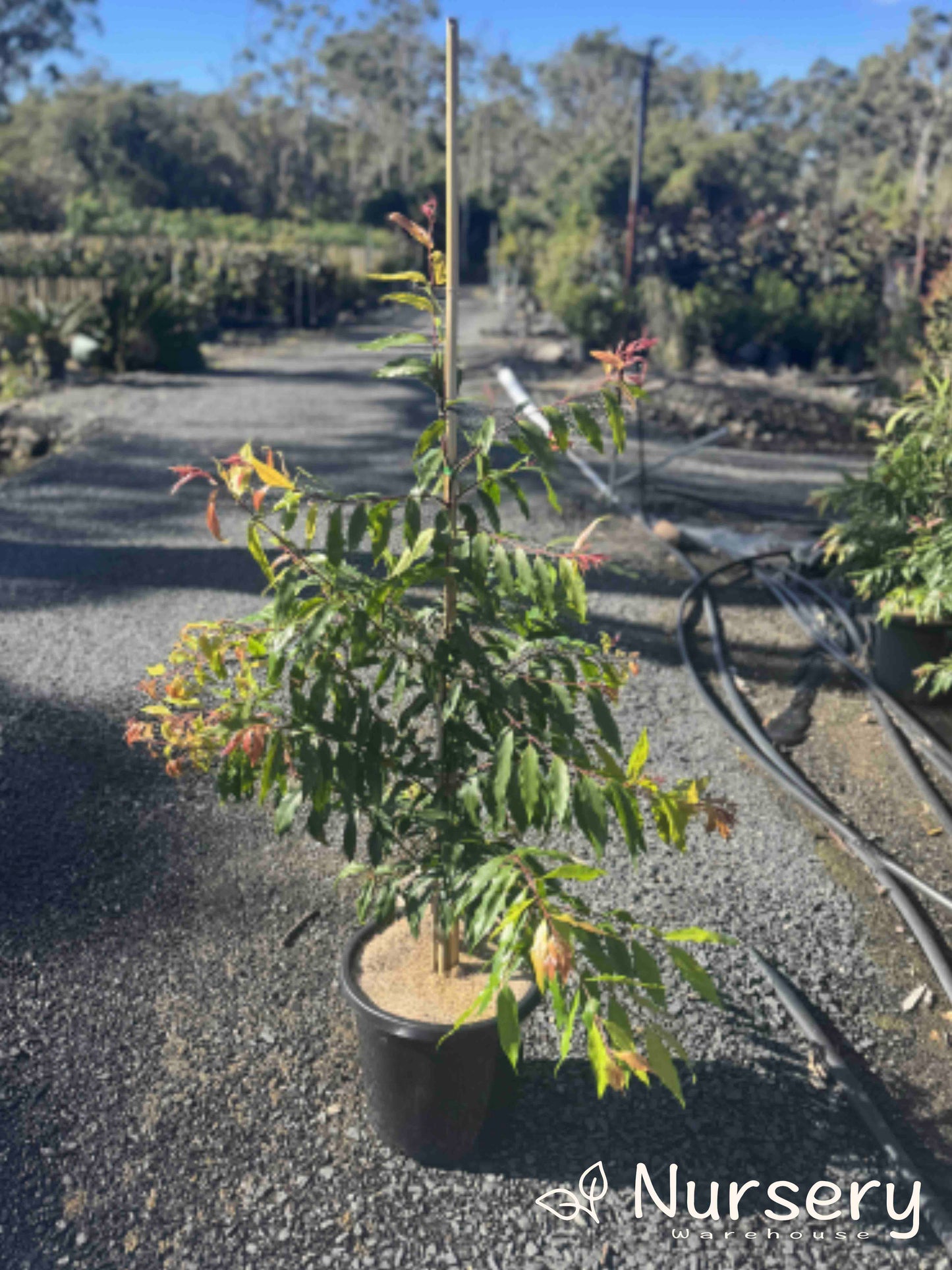 Waterhousea Floribunda (Weeping Lilly Pilly)