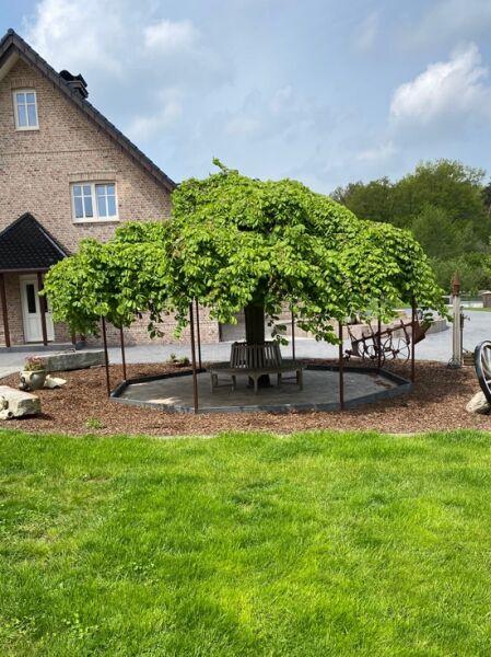 Ulmus Glabra ‘Pendula’ (Weeping Elm)