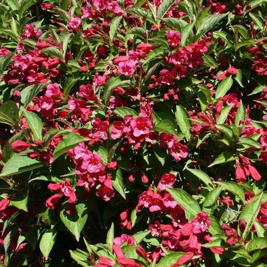 Weigela Florida Eva Rathke