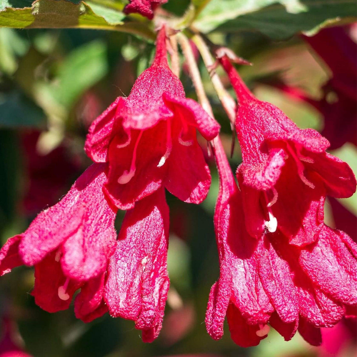 Weigela Florida Eva Rathke