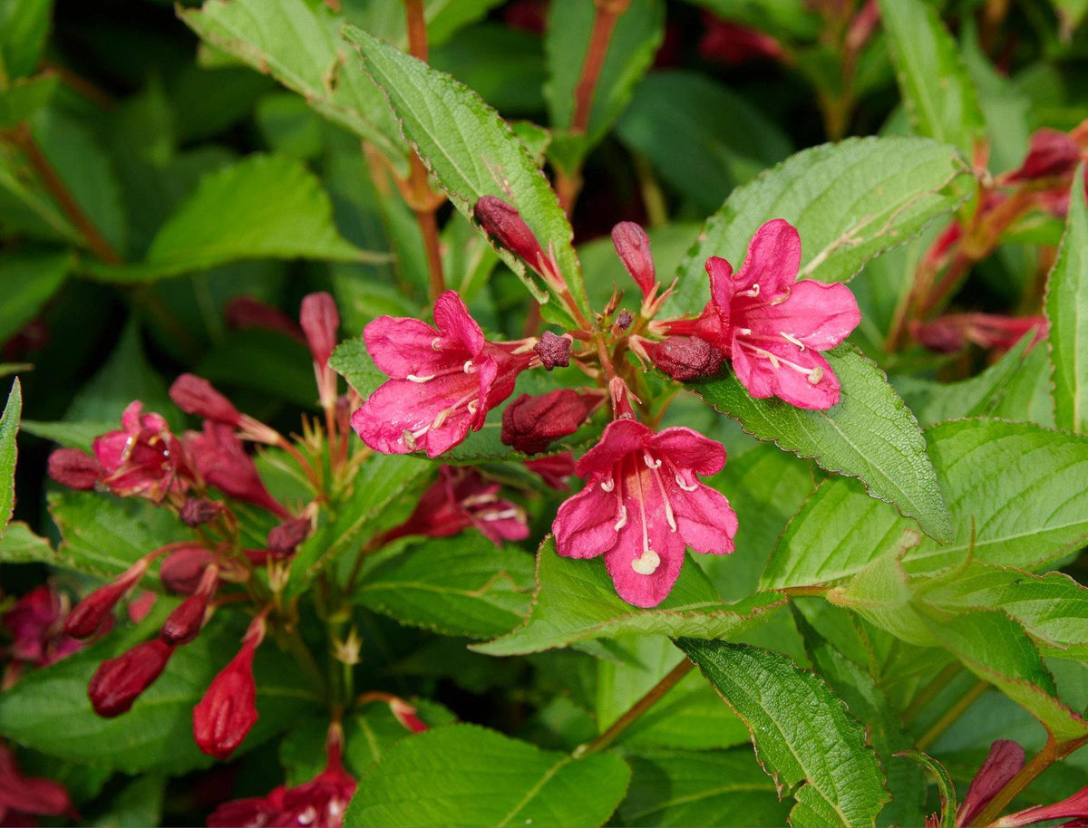 Weigela Florida Eva Rathke