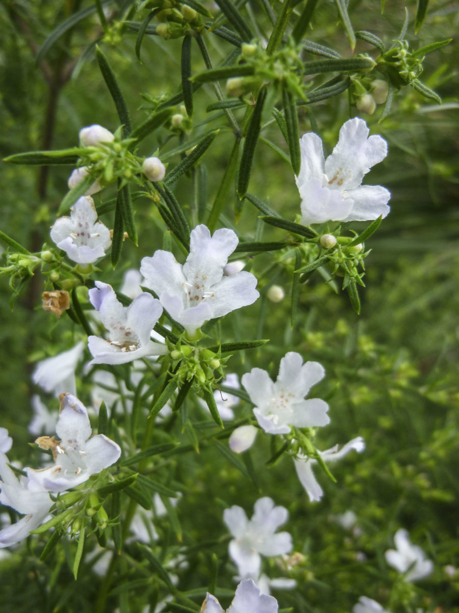 Westringia longifolia ‘Snow Flurry’ – Coastal Rosemary