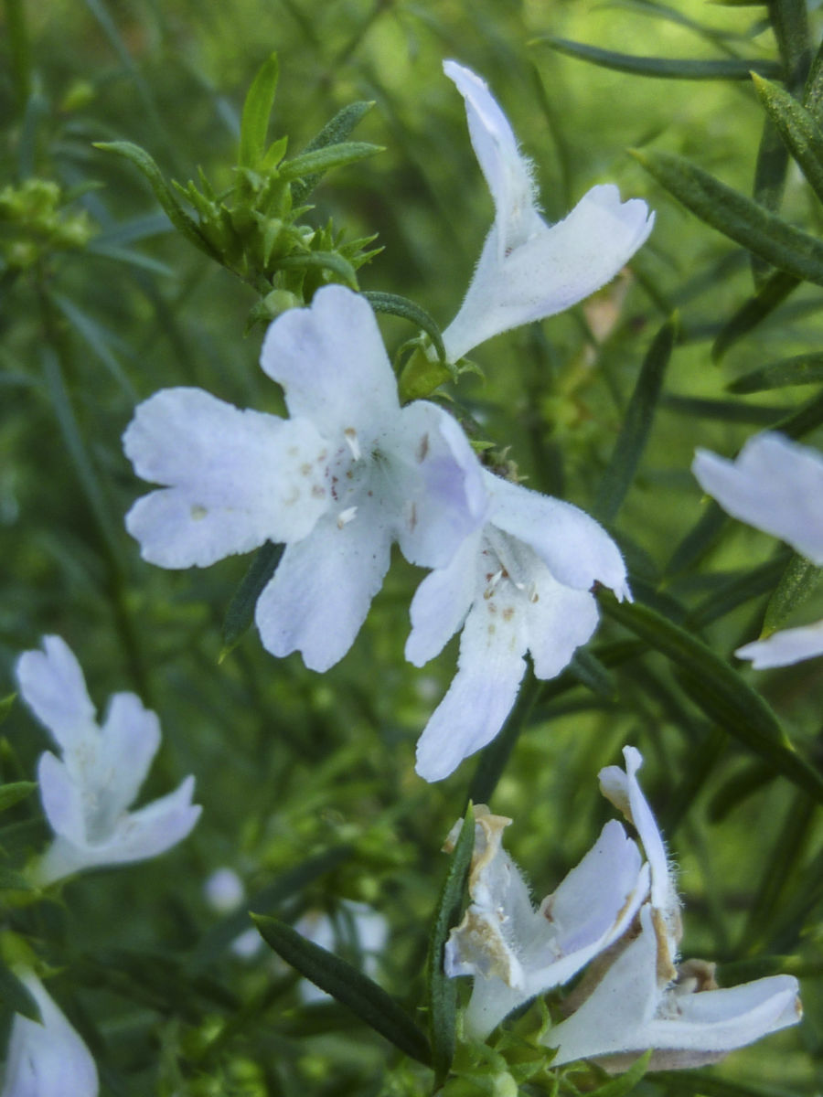 Westringia longifolia ‘Snow Flurry’ – Coastal Rosemary